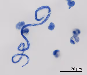 Case502_C Figure C