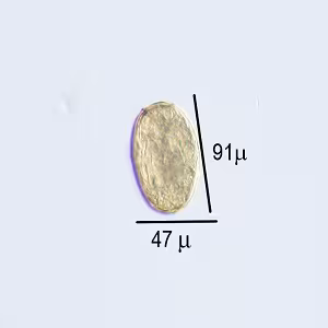 parasitic image
