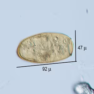 Case501_C Figure C