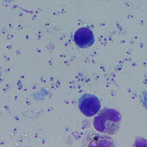 Case_507_B Figure B