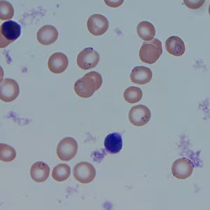 Case_507_C Figure C