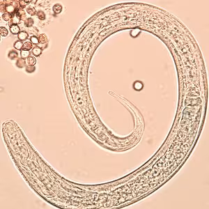 Case_508_C Figure C