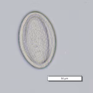 Case_509_C Figure C