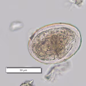 Case_510_C Figure C