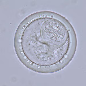Case_513_B Figure B