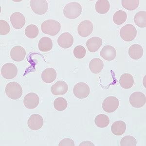 Case_514_B Figure B
