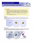 A thumbnail for the linked document.