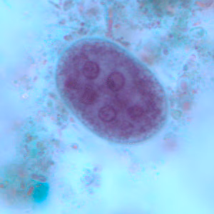 Figure C