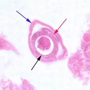 C_philippinensis_tissue_4.jpg