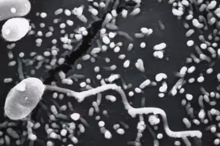 msp_tubule_EM_2012.jpg