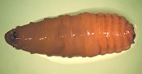 C_hominovorax_habitus_A.jpg Figure A