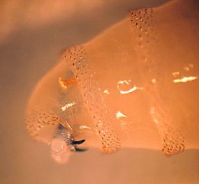 C_hominovorax_mandible_anteriorspiracle.jpg Figure C
