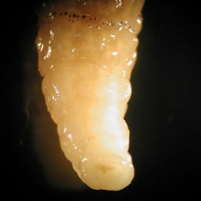 D_hominis_posterior_A.jpg Figure C