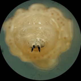 Cuterebra_anterior_A.jpg Figure A