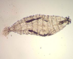 O_ovis_India1.jpg Figure D