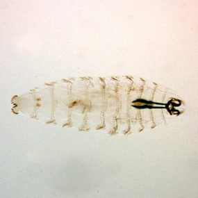 O_ovis_habitus_NZ.jpg Figure A