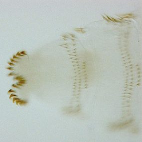 O_ovis_posterior_NZ.jpg Figure C