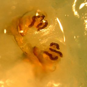 C_anthropophaga_WA2.jpg Figure D