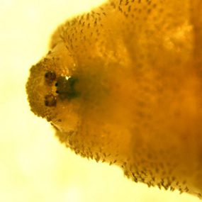 C_anthropophaga_anterior.jpg Figure B