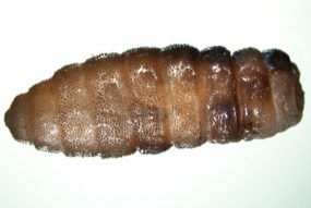 C_anthropophaga_habitus.jpg Figure A
