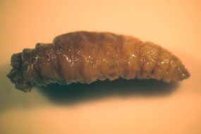 P_regina_habitus1.jpg Figure A