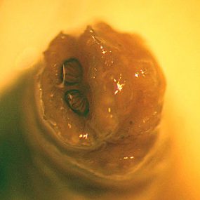 P_regina_posterior_spiracles1.jpg Figure B