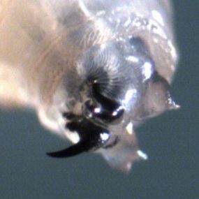 Phaenicia_mouthparts_WA.jpg Figure A