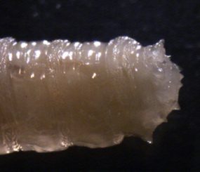 Phaenicia_posterior_WA.jpg Figure B