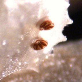 Phaenicia_postspiracles_WA.jpg Figure C