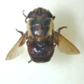 Cuterebra_dorsal_BAM.jpg Figure C