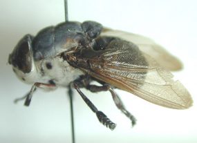 Cuterebra_lateral_BAM.jpg Figure D