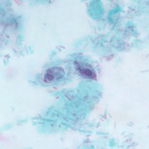 Phominis_BAM10.jpg Figure D