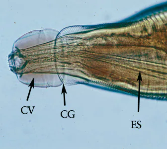 Oesophagostamum_BeaverB.jpg