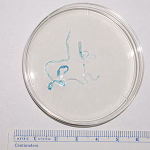 Sparganum_OK_A.jpg