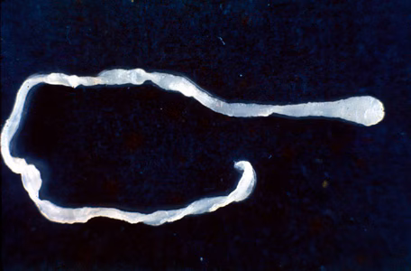 Sparganum_UHUHS_A.jpg