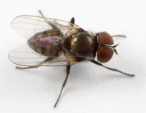 Figure K Fannia canicularis