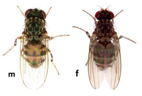 Figure L Phortica variegata, Thelazia callipaeda