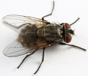 Figure M Musca autumnalis, T. gulosa