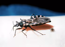 chagas_bug2.jpg