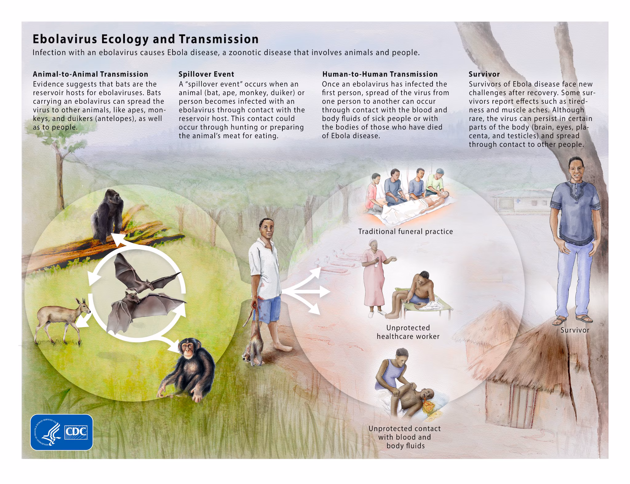 -- title missing -- An infographic shows how Ebola spreads.