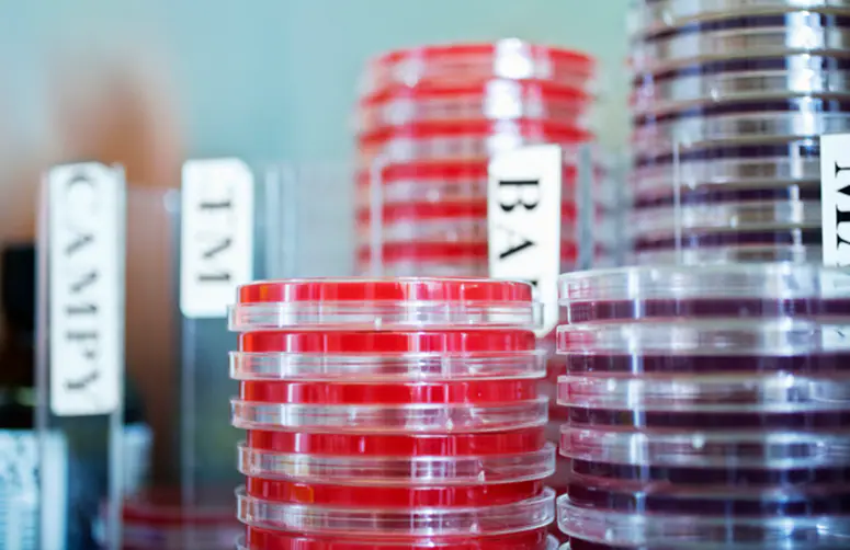 petri-dish-stack-675px.jpg Stacks of Petri dishes – shallow lidded dishes with growth media in which cells can be cultured.
