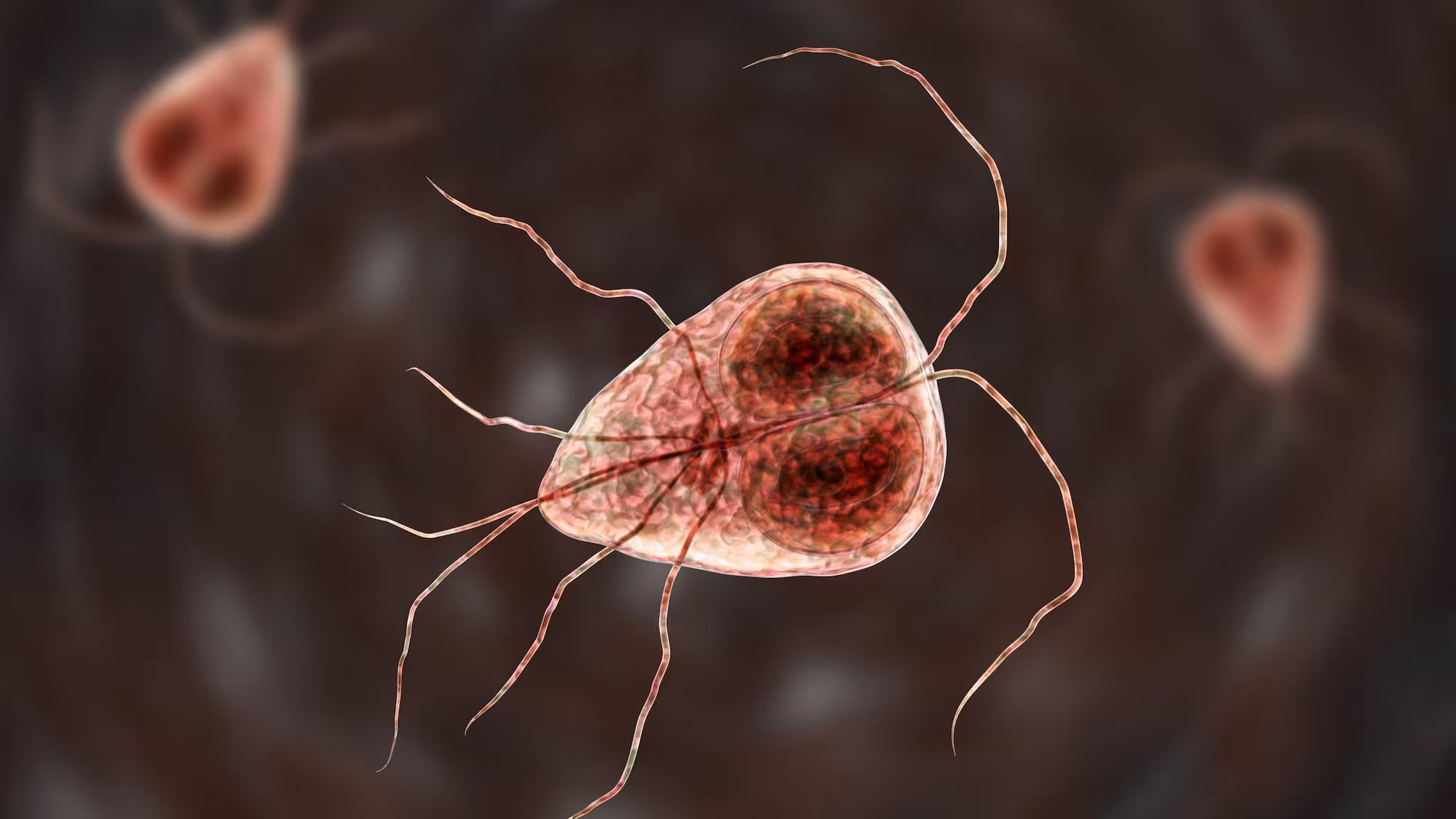 — title missing — Illustration of three Giardia parasites