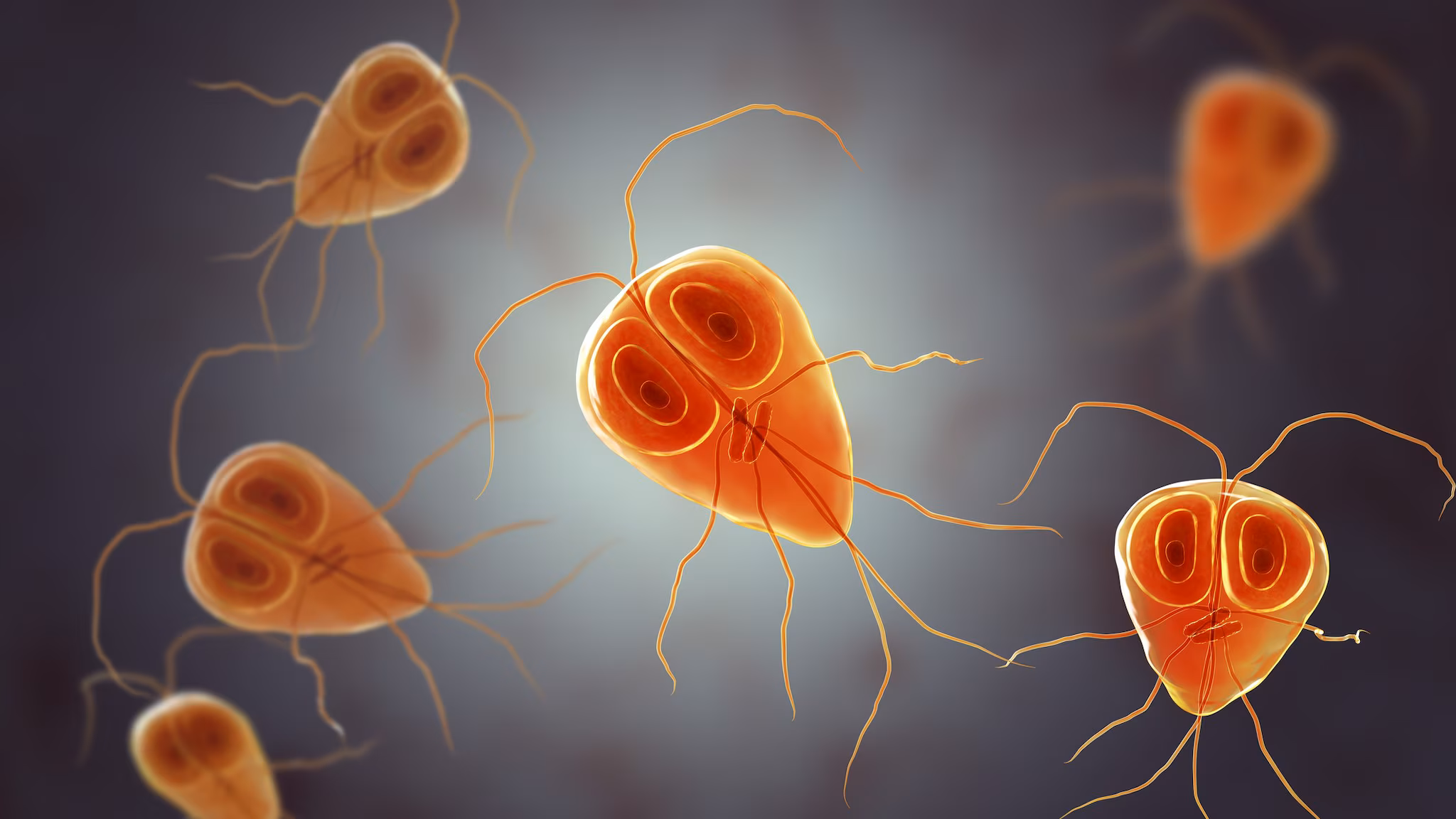 Illustration of Giardia parasites