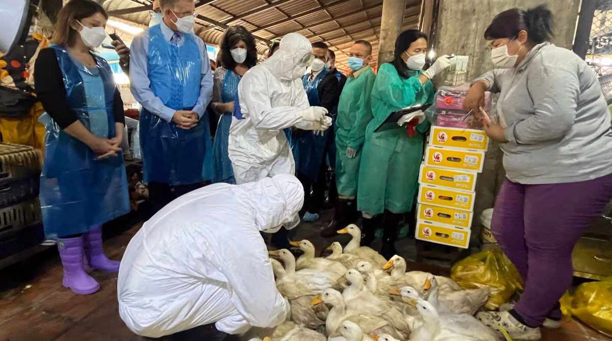 Cambodia Bird Market Group of people stand while a person with personal protective equipment handles a group of birds.