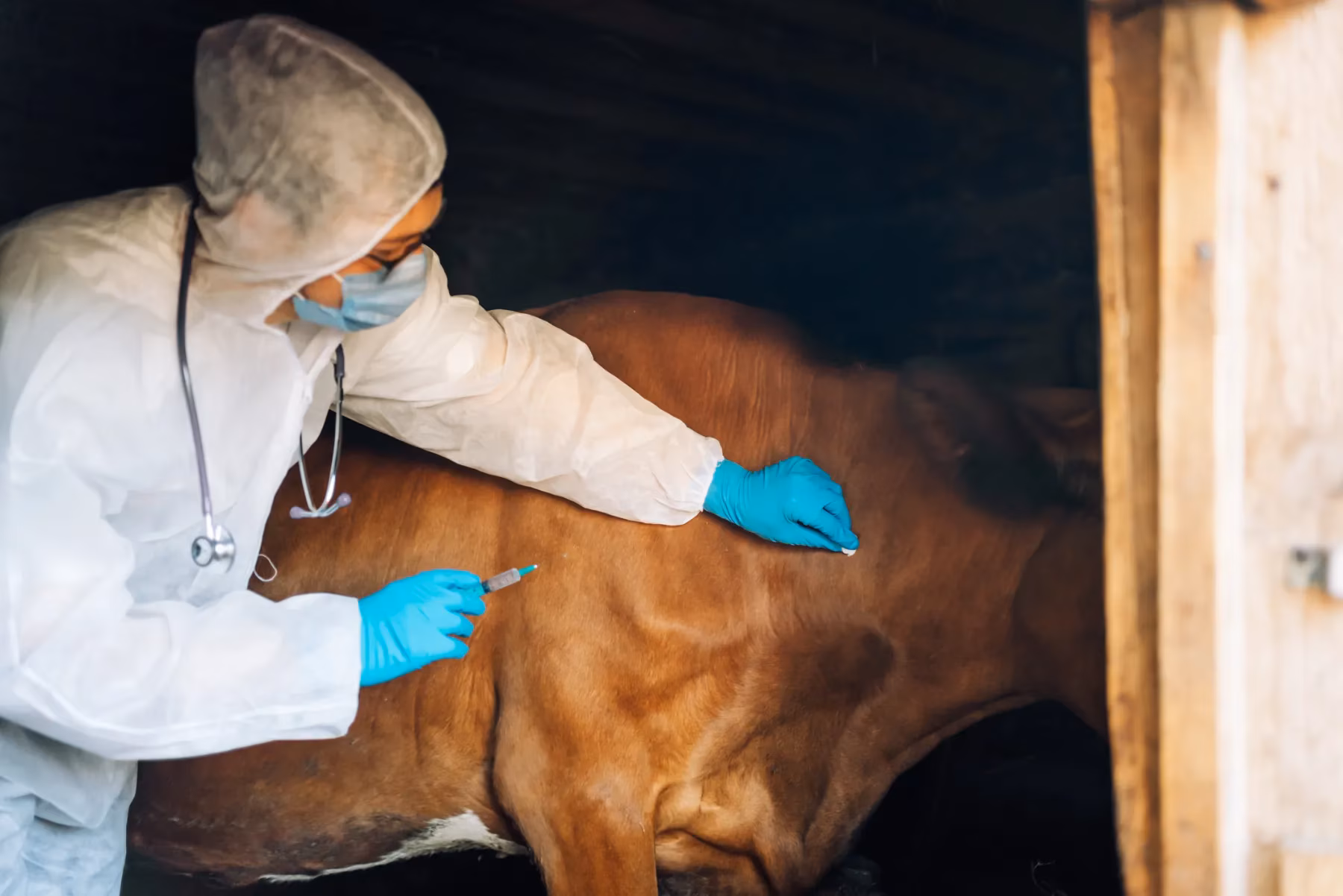 A man in white protective gear and blue gloves leans over to examine and touch a brown cow.
