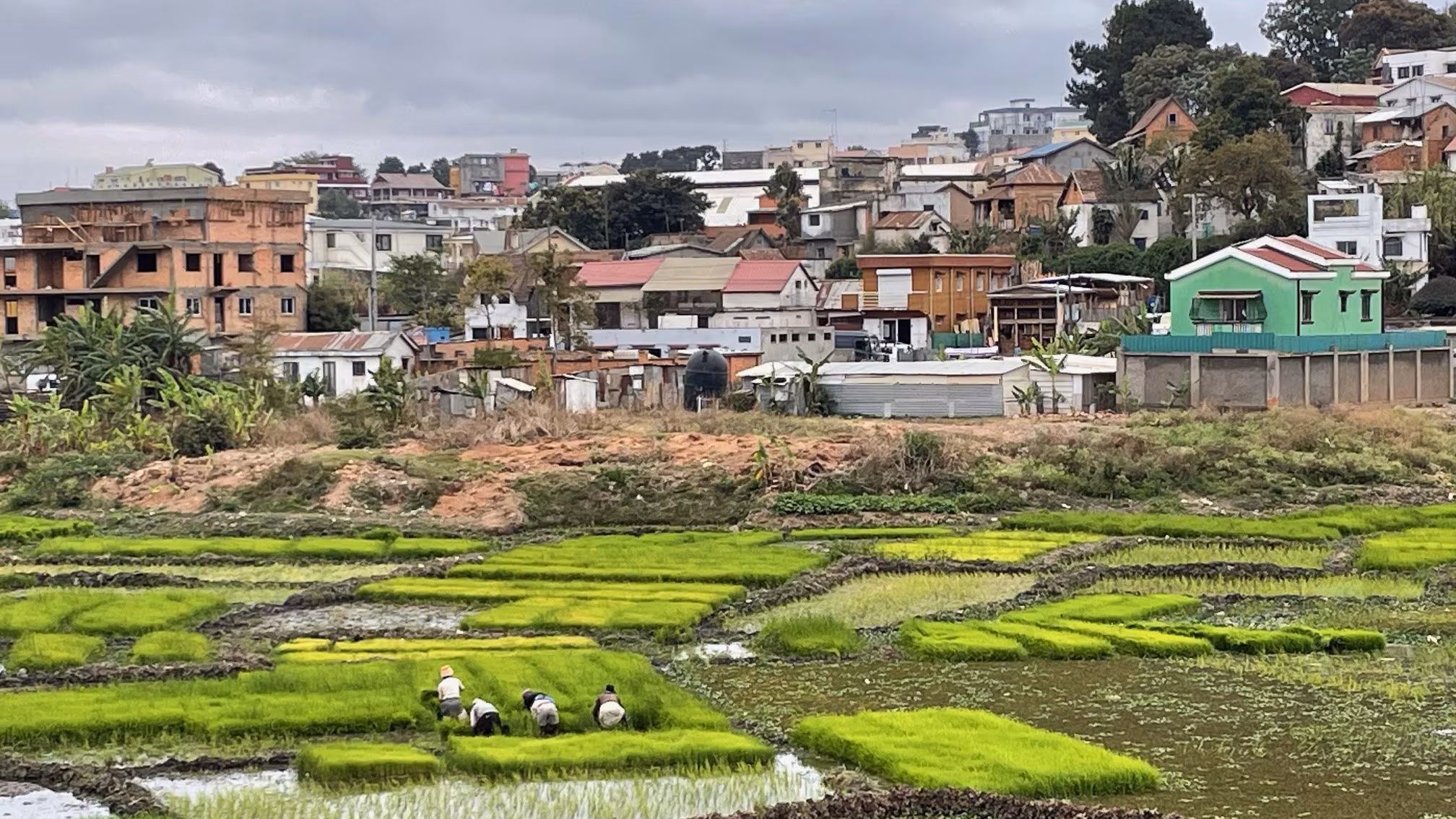 Madagascar_Farmers_Rice Fields Green rice paddies lie in front of homes in the background. Four small figures crouch down in the field to cultivate rice