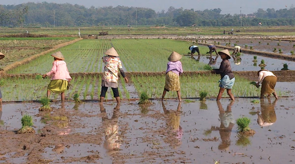 Indonesia Leptospirosis Outbreak Investigation A marsh-like field with five women gathering or planting their crops. There are three more people ahead doing the same.