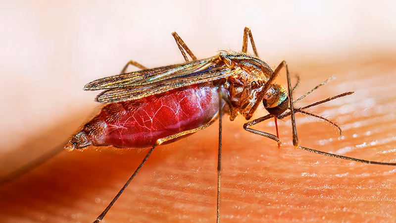 — title missing — Female Anopheles quadrimaculatus mosquito landing on human skin