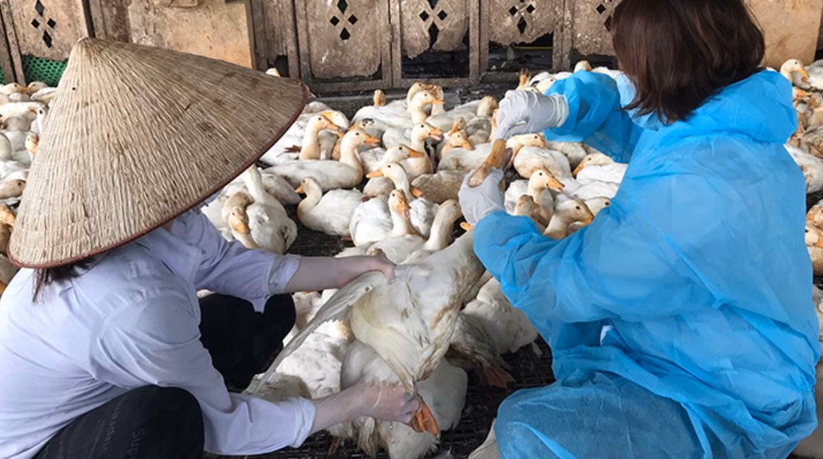 Live_Bird_Market_Vietnam Two animal health workers in a bird market take sample from a bird.