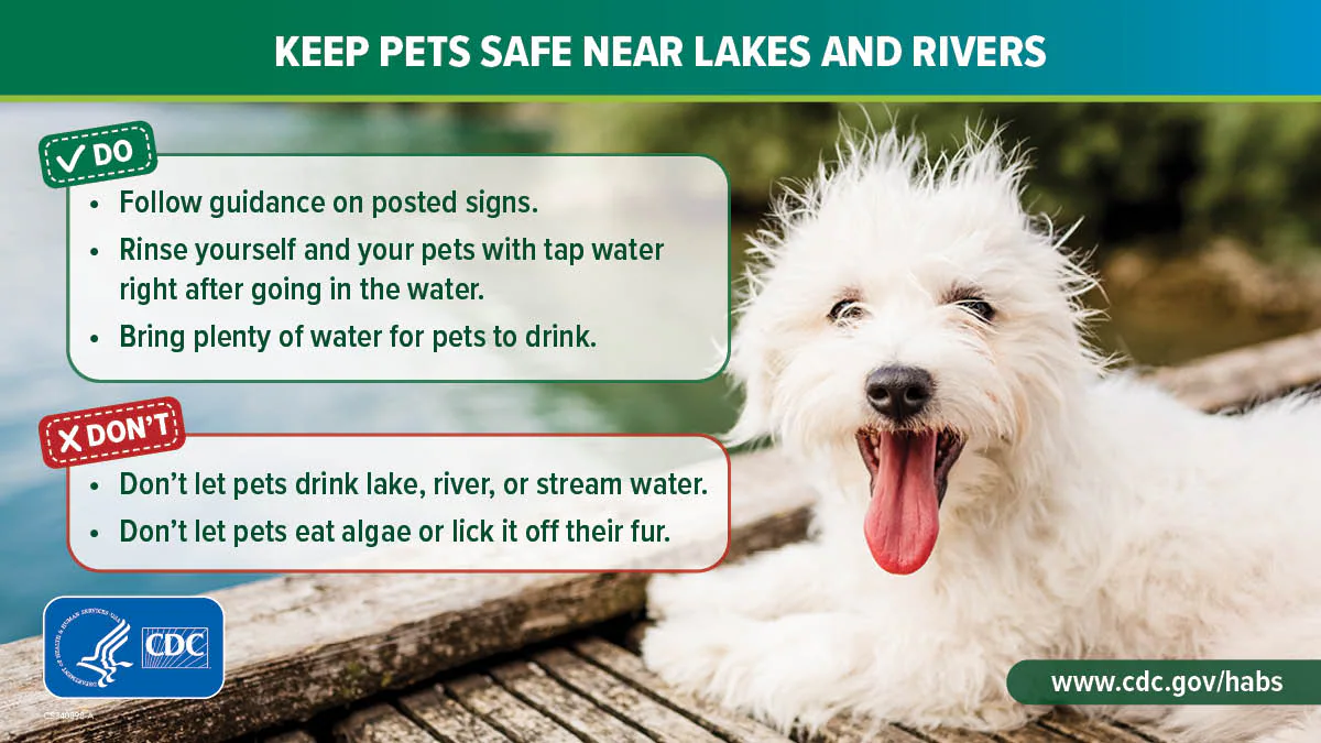 Keep pets safe near lakes and rivers: 1200x675 Protect pets from harmful algal bloom in areas near bodies of water